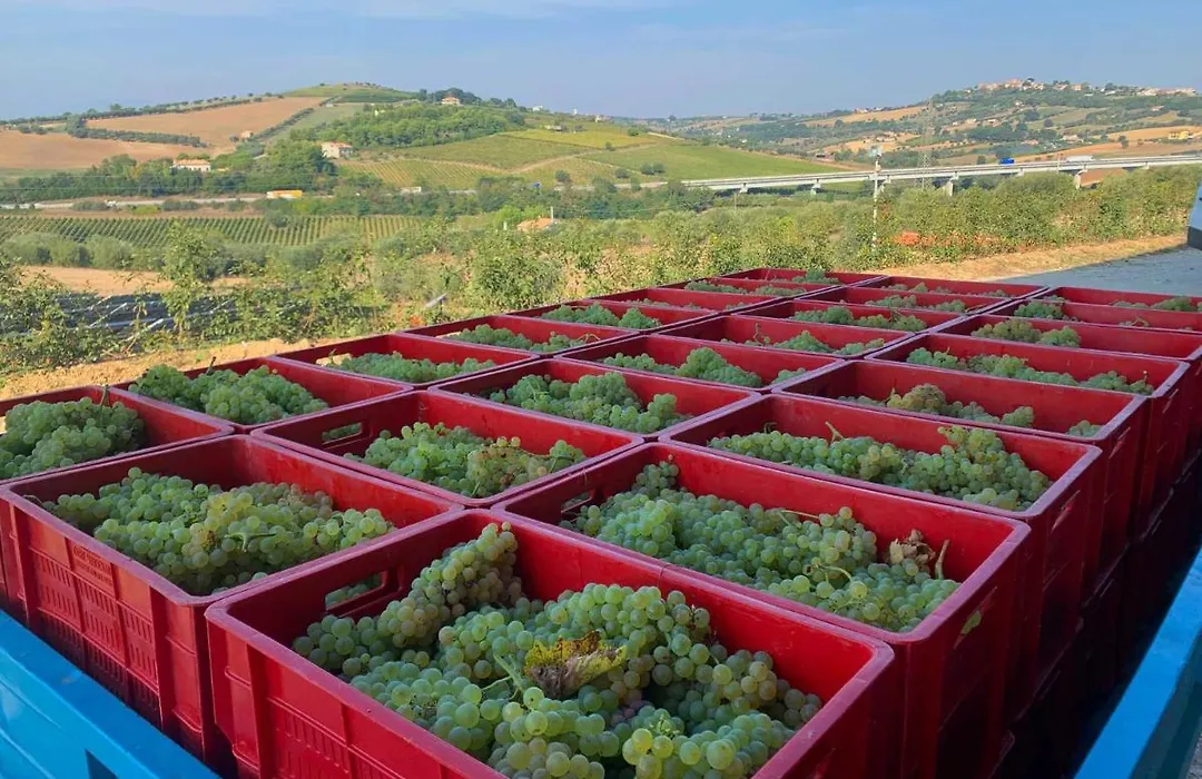 Agriturismo BioCore 2 - Colledoro-1